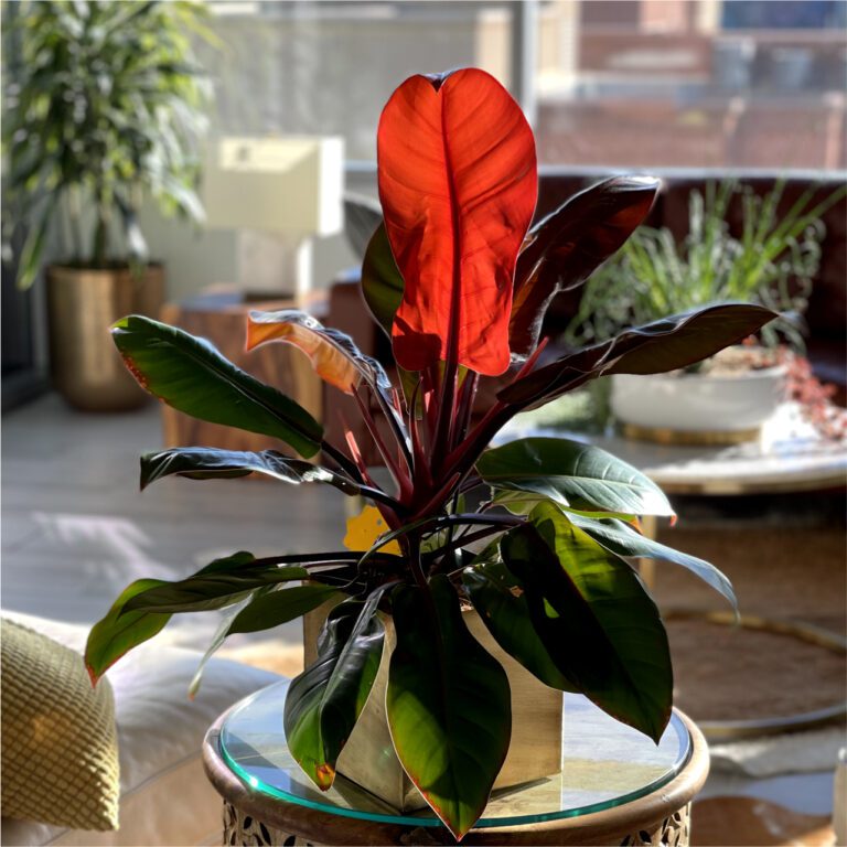 Philodendron Prince of Orange