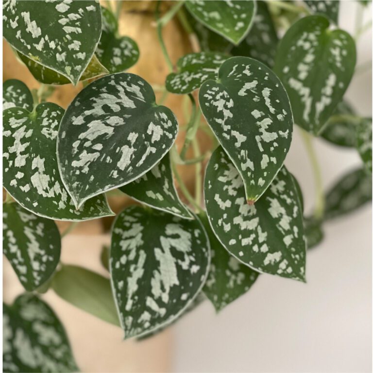 Satin pothos (or silver pothos) (1)