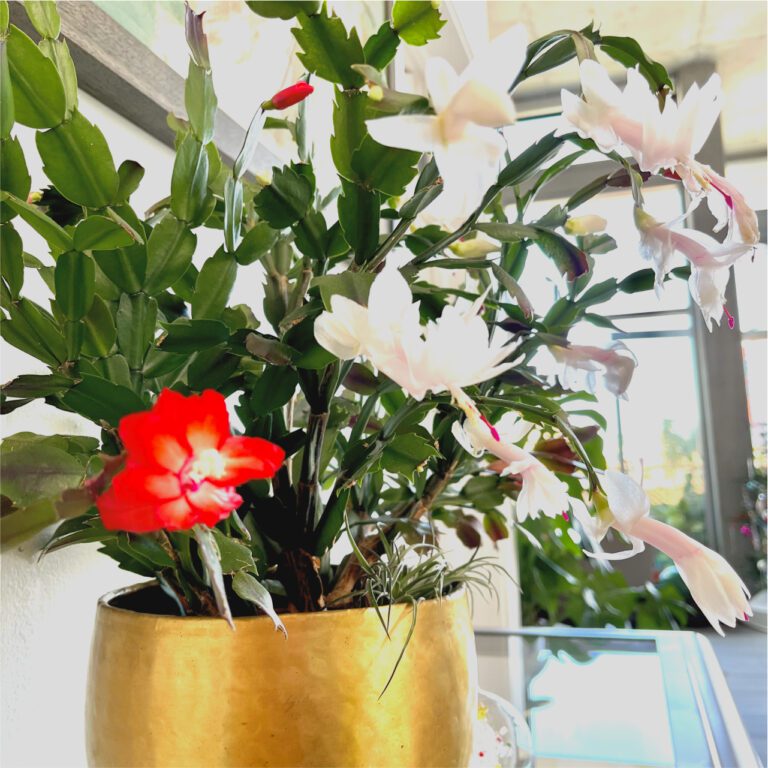 Christmas Cactus