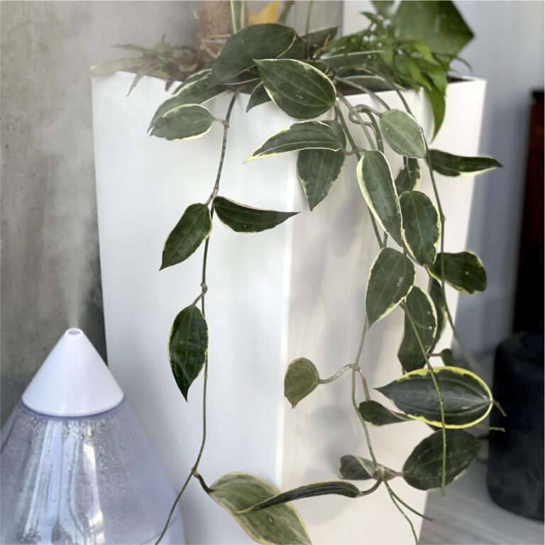 Humidifier andf Plant