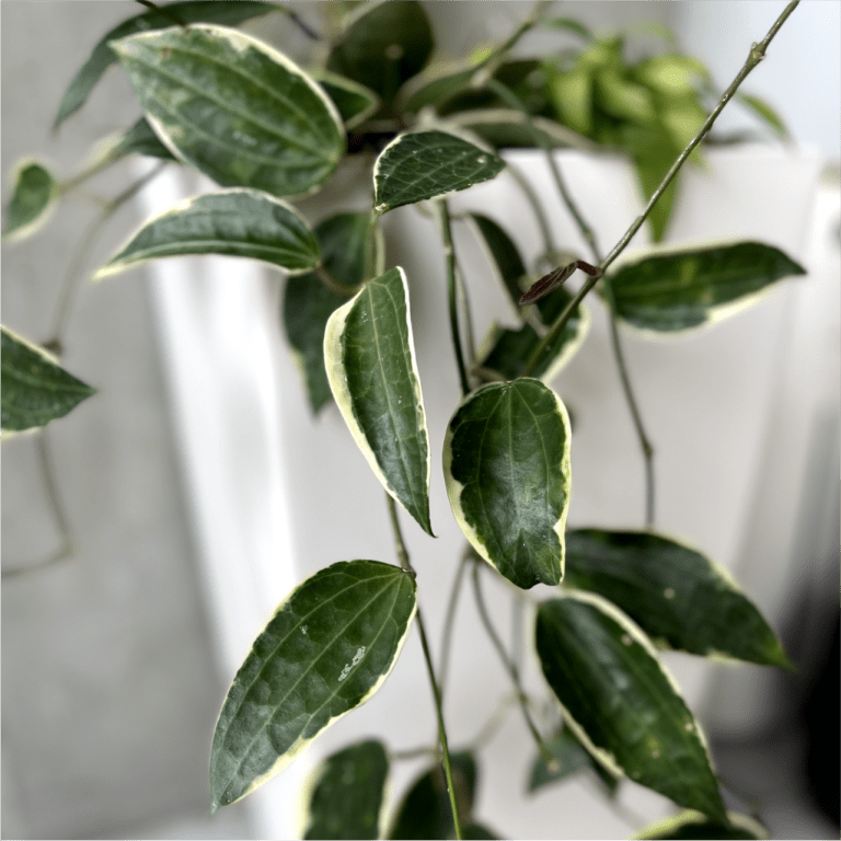 Hoya Macrophylla - Albo-marginata