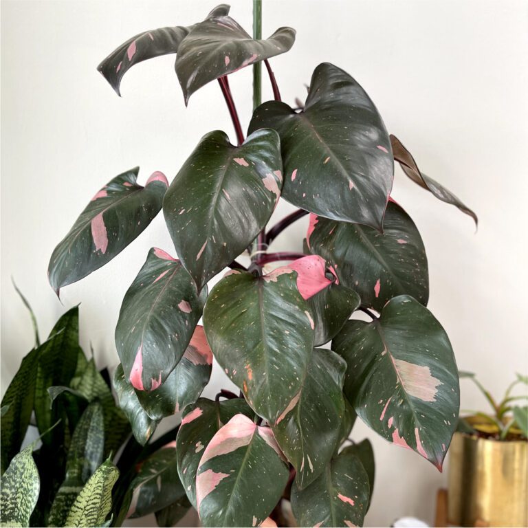 Pink Princess Philodendron 4