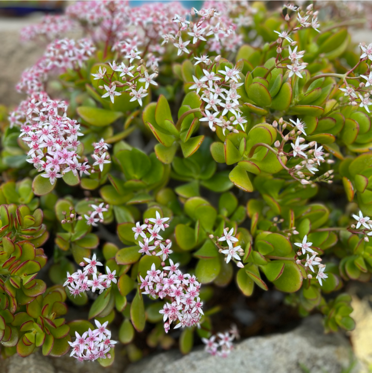 The jade plant, or Crassula ovata